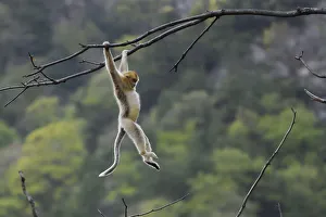 Golden snub-nosed monkey 1+Rhinopithecus roxellana+2 hanging on branch, Foping Nature Reserve
