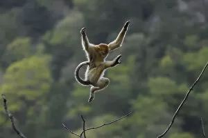 2018 September Highlights Collection: Golden snub-nosed monkey (Rhinopithecus roxellana) jumping from branch to branch