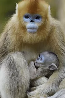 Golden snub-nosed monkey (Rhinopithecus roxellana) female with very young baby, Foping