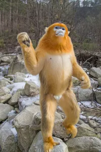 Golden snub-nosed monkey (Rhinopithecus roxellana), standing up on river boulders