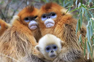Natural mountain monkeys サルボックリー2 Natural mountain monkeys サルボックリー2 - メルカリ