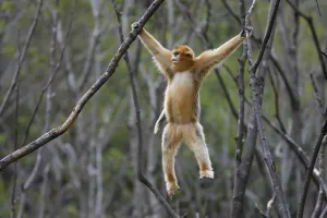 Golden snub-nosed monkey (Rhinopithecus roxellana) hanging from branches, Foping Nature Reserve