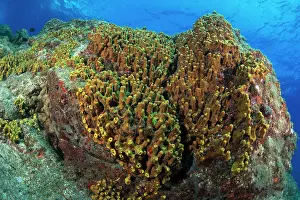 Golden Prints: Golden sponge (Verongia aerophoba) growing on rocks