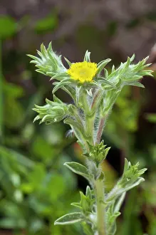 Asterales Prints: Golden-star (Asteriscus aquaticus) in flower