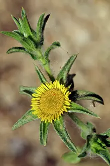 Asterales Prints: Golden-star (Asteriscus aquaticus) in flower