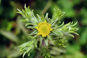 Asterales Prints: Golden-star (Asteriscus aquaticus) in flower