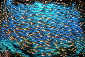 Photographic Effect Prints: Golden sweepers (Parapriacanthus ransonneti) shoal swimming inside a cave on a coral reef