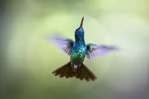 Blurred Movement Prints: Golden-tailed sapphire (Chrysuronia oenone) in flight. Pilcopata, Cuzco, Peru. May