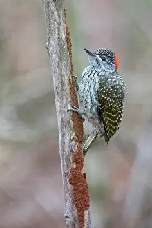 Woodpecker Prints: Golden-tailed woodpecker (Campethera abingoni) perched on a branch