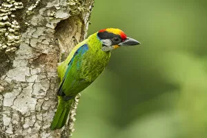 Golden-throated Barbet (Megalaima franklinii) at nest hole in tree stump