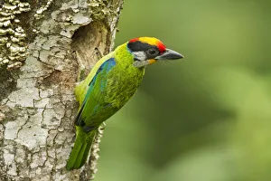 Coloured Background Prints: Golden-throated Barbet (Megalaima franklinii) at nest hole in tree stump