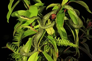 Golden tree snake (Chrysopelea ornata) male, Patong Beach, Phuket Island, Thailand