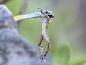 Hylidae Prints: Golden tree snake (Dendrelaphis punctulatus) with Copland's rock frog (Litoria coplandi) prey in mouth