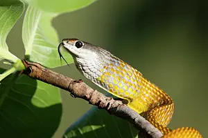Colubridae Prints: Golden tree snake (Dendrelaphis punctulatus) resting on branch