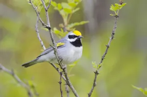 Golden-winged warbler (Vermivora chrysoptera) perched, St. Lawrence County, New York. May