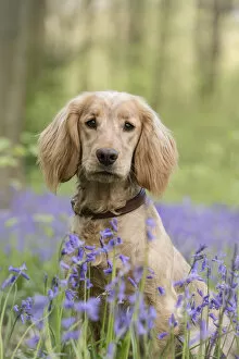 2019 July Highlights Collection: Golden working cocker spaniel puppy amongst bluebells in beech woodland, Micheldever Woods