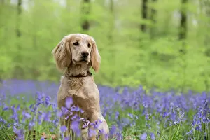 Young Animal Gallery: Golden working cocker spaniel puppy sitting amongst bluebells in beech woodland. Micheldever Woods