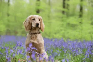 Negative Space Prints: Golden working cocker spaniel puppy sitting amongst bluebells in beech woodland