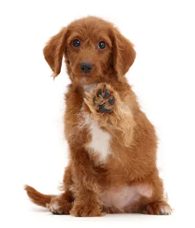 Animal Feet Gallery: Goldendoodle puppy with raised paw