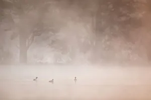 Surface Prints: Goldeneye (Bucephala clangula) male and two females on woodland loch at dawn on misty morning