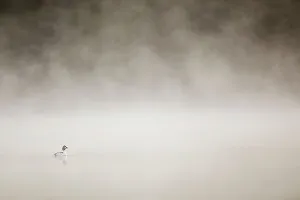 Surface Prints: Goldeneye (Bucephala clangula) male on loch on misty morning