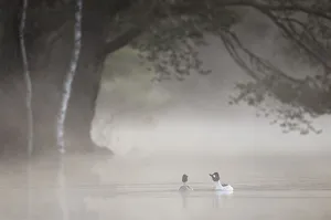 Goldeneye Prints: Goldeneye (Clangula bucephala) pair on woodland loch at dawn on misty morning, Loch Vaa