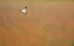 Ducks Prints: Goldeneye duck (Clangula bucephala) male on Loch Vaa at dawn