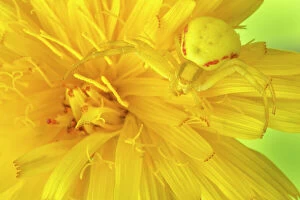 Aranae Gallery: Goldenrod crab spider (Misumena vatia) camouflaged on yellow flower. Nordtirol, Austrian Alps, July