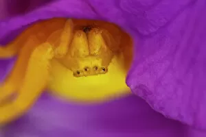 Flower Gallery: Goldenrod crab spider (Misumena vatia) yellow female on Honesty flower, Bristol, UK