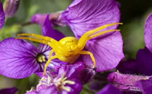 Images Dated 2nd June 2020: Goldenrod crab spider (Misumena vatia) in hunting pose on Honesty flowers, Bristol, UK
