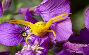 Goldenrod crab spider (Misumena vatia) in hunting pose on Honesty flowers, Bristol, UK