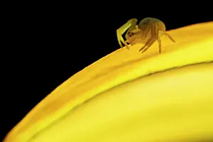 Misumena Prints: Goldenrod crab spider (Misumena vatia) juvenile