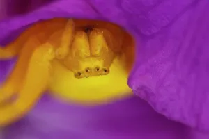 Bristol Prints: Goldenrod crab spider (Misumena vatia) yellow female on Honesty flower, Bristol, UK