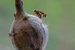 Muscomorpha Prints: Goldenrod gall fly (Eurosta solidaginis) on gall from which it emerged