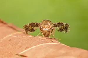 Muscomorpha Prints: Goldenrod gall fly (Eurosta solidaginis) portrait, Pennsylvania, USA. April
