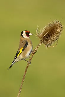 Animal Marking Gallery: Goldfinch (Carduelis carduelis) adult feeding on teasel seeds, UK, February