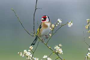 Songbird Prints: Goldfinch (Carduelis carduelis) on blackthorn blossom. Norfolk, UK, March