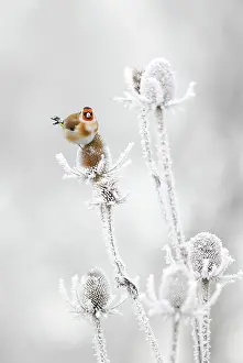 Frost Prints: Goldfinch (Carduelis carduelis) feeding on frozen Teasels. Perthshire, Scotland, Dec