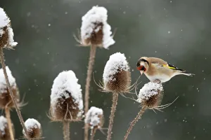 Negative Space Prints: Goldfinch (Carduelis carduelis) feeding on teasel in falling snow, Leicestershire, UK