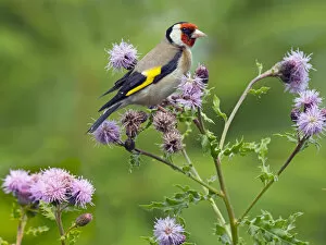 Images Dated 19th July 2018: Goldfinch (Carduelis carduelis) feeding on Thistle flowers, , England