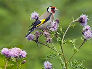 Carduelis Prints: Goldfinch (Carduelis carduelis) feeding on Thistle flowers, , England
