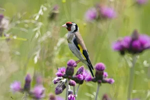 Thistles Prints: Goldfinch (Carduelis carduelis) on flowering thistle (Cirsium rivulare) Poloniny National Park