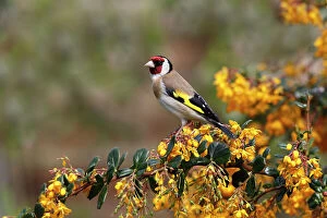 Images Dated 16th May 2013: Goldfinch (Carduelis carduelis) perched on Berberis shrub in garden, Cheshire, UK, May