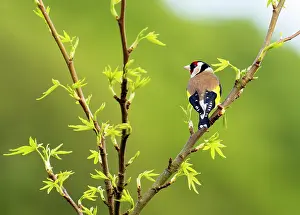 Carduelinae Prints: Goldfinch (Carduelis carduelis) perched on branch