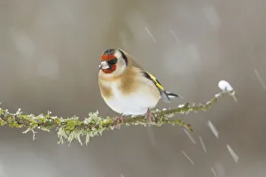 Finches Prints: Goldfinch (Carduelis carduelis) perched on branch in snow, Scotland, UK, December