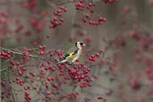 Images Dated 20th April 2011: Goldfinch (Carduelis carduelis) perched amongst Hawthorn berries, UK