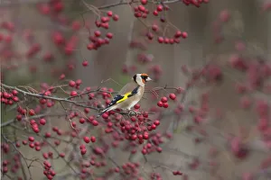 Goldfinch (Carduelis carduelis) perched amongst Hawthorn berries, UK
