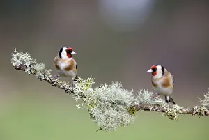 Two Goldfinch (Carduelis carduelis) perched on lichen covered branch, Gloucestershire