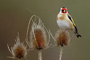 Carduelinae Prints: Goldfinch (Carduelis carduelis) perched on plant, La Rioja, Spain. January