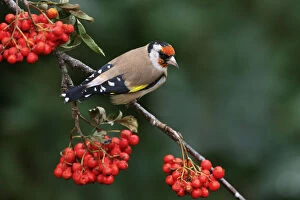 Images Dated 26th September 2009: Goldfinch (Carduelis carduelis) perched on Rowan tree branch, Cheshire, UK, September